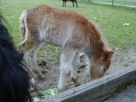 Geboorte paard