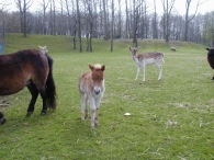 Geboorte paard