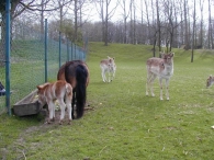 Geboorte paard