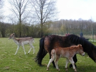 Geboorte paard