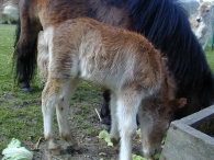 Geboorte paard