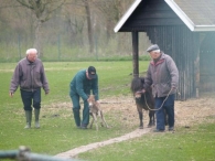 Geboorte paard