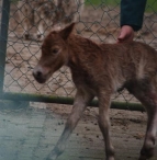 Geboorte paard