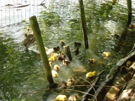 Open dag De Scharrelberg