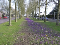 Krokussen aan De Dreef