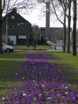 Krokussen aan De Dreef