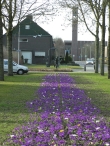 Krokussen aan De Dreef