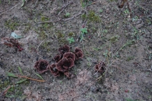 Werkdag natuurstrook van Werven