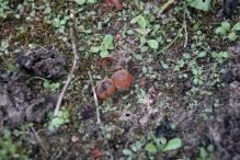 Werkdag natuurstrook van Werven