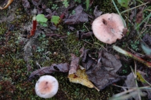Werkdag natuurstrook van Werven