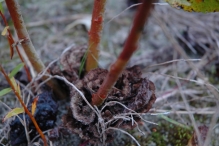 Werkdag natuurstrook van Werven