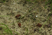 Werkdag natuurstrook van Werven