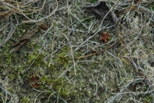 Werkdag natuurstrook van Werven
