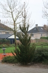 Buurt-kerstboomfeest Joggerspad