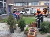 Kerstbomen Versnipperen