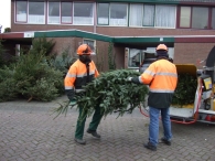 Kerstbomen Versnipperen