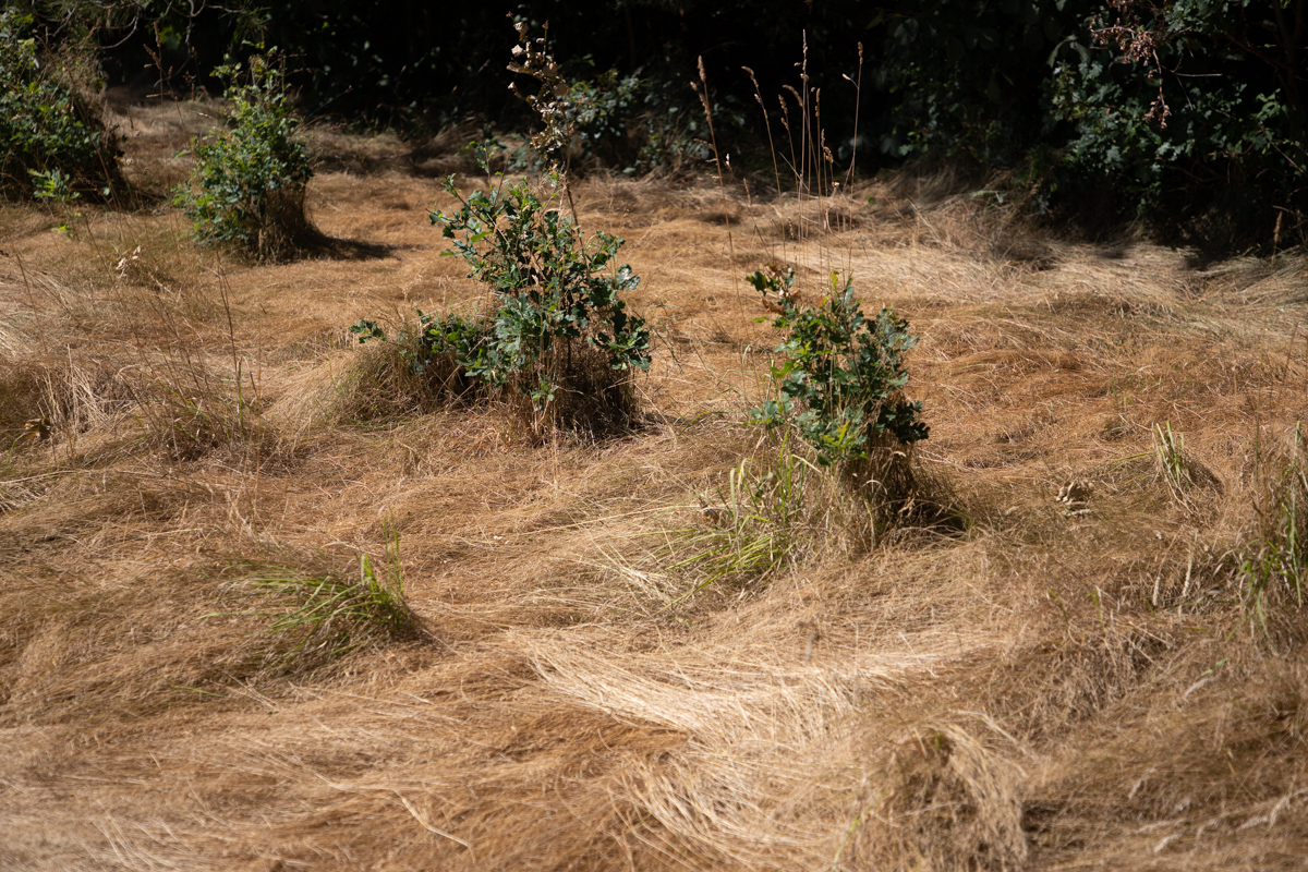 Verhoogd brandrisico in Flevoland door droogte