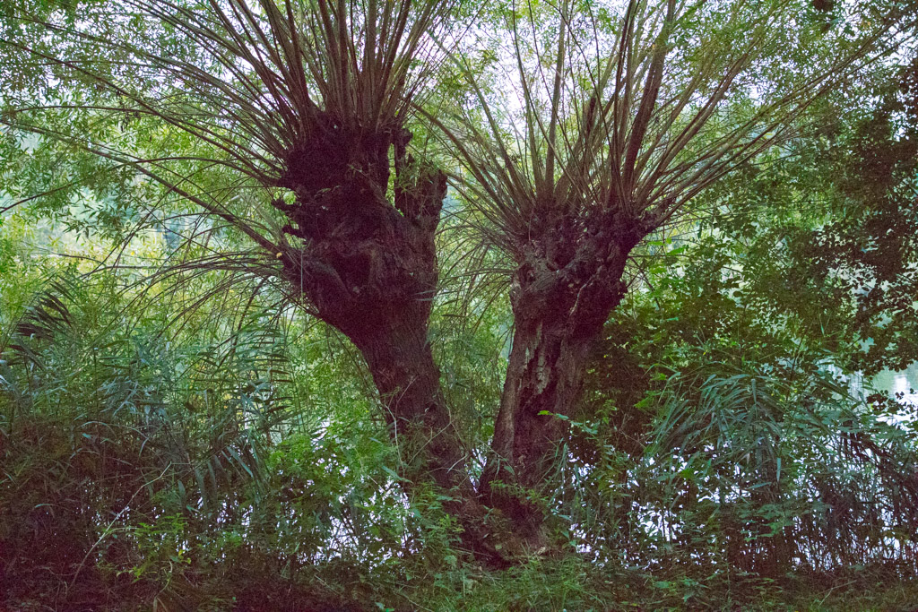 Vrijwilligers aan de slag op Dorpseiland