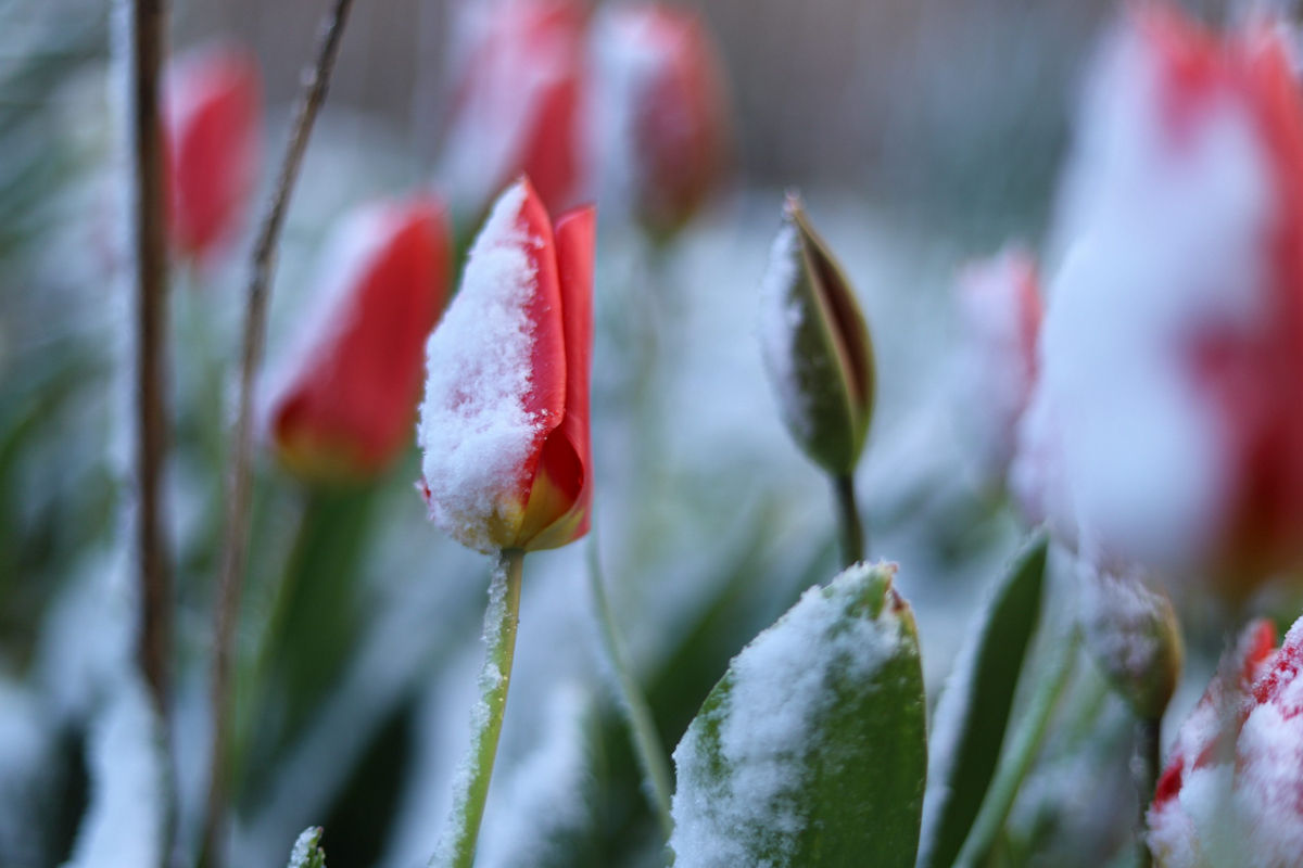 Tulpenroute Flevoland kijkt vooruit naar voorjaar 2026