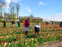 Hanneke’s Pluktuin opent het tulpenseizoen