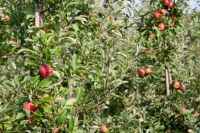 Hitte zorgt voor risico op schade aan fruitoogst