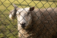 Woldag bij De Scharrelberg op 9 mei