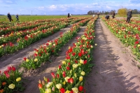 Tulpen plukken bij zonsondergang aan de Ellerweg
