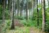Staatsbosbeheer: mijd dit weekend natuurgebieden