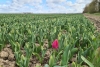 Tulpenroutes geopend, maar nog weinig bloeiende velden