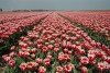 Tulpenroute Flevoland staat stil bij 75 jaar vrijheid