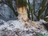 Beversporen in het Harderbos