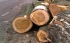 Staatsbosbeheer plant half miljoen bomen