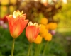 Tulpenroute Flevoland 2020 gaat niet door