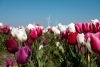 Tulpenroute 2022 is nu echt afgelopen