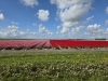 Veel belangstelling voor tulpenroute bij zonnig weer