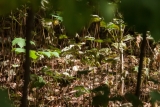 Twintig jaar groei voor klimaatbos aan de Karekietweg
