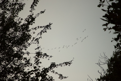 Agrarisch natuurbeheer levert nog weinig op voor vogels