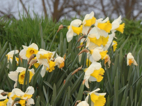 Vraag tot 15 december gratis wilde bloemenzaden aan