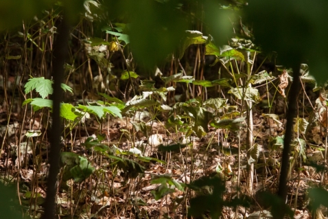 Twintig jaar groei voor klimaatbos aan de Karekietweg