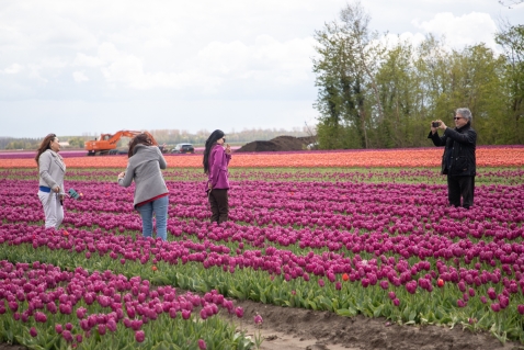 Tulpenroutes trokken tienduizenden bezoekers