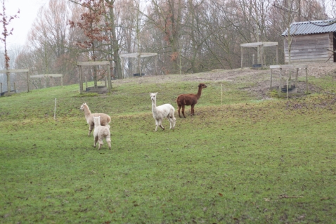 Yoga op de Scharrelberg