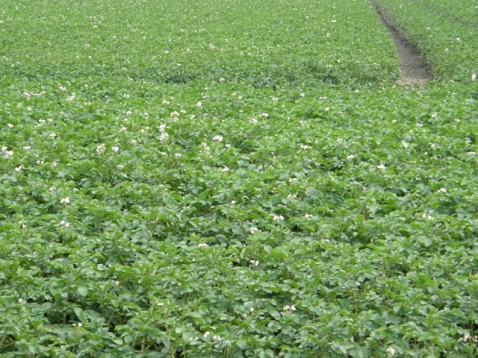 Phytophtora steekt kop op