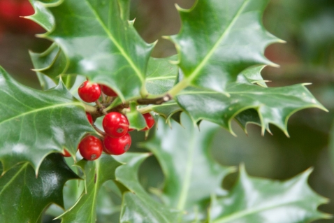 Duurzame kerststukjes maken