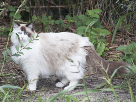 Oktober: sterilisatie- en castratie actie bij Delta Dierenartsen