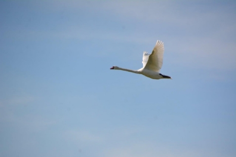 In Vogelvlucht: hoe kunnen zwanen vliegen?