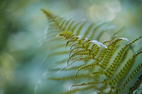 5x voordelen van een huisje in het bos