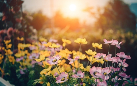 Checklist om je tuin weer zomerproof te maken!