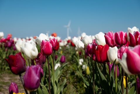Tulpenroute 2022 is nu echt afgelopen