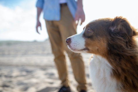 Zomervakantie brengt volle bak in Dierenpension Welgelegen