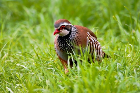 Nieuw actieplan voor akkervogels in Flevoland